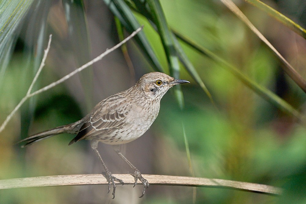 Bahama Mockingbird