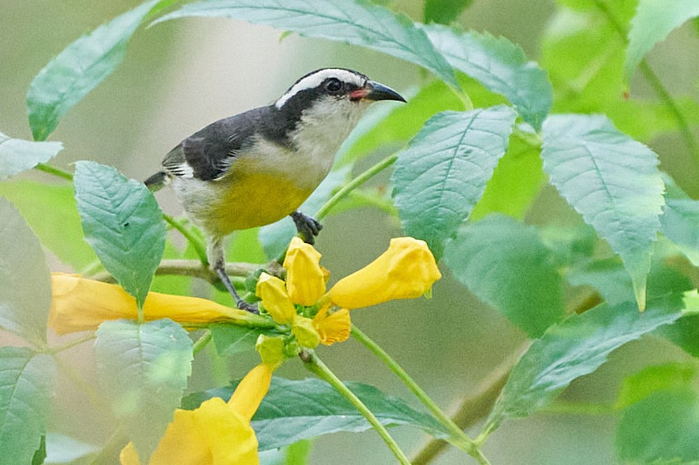 Bananaquit