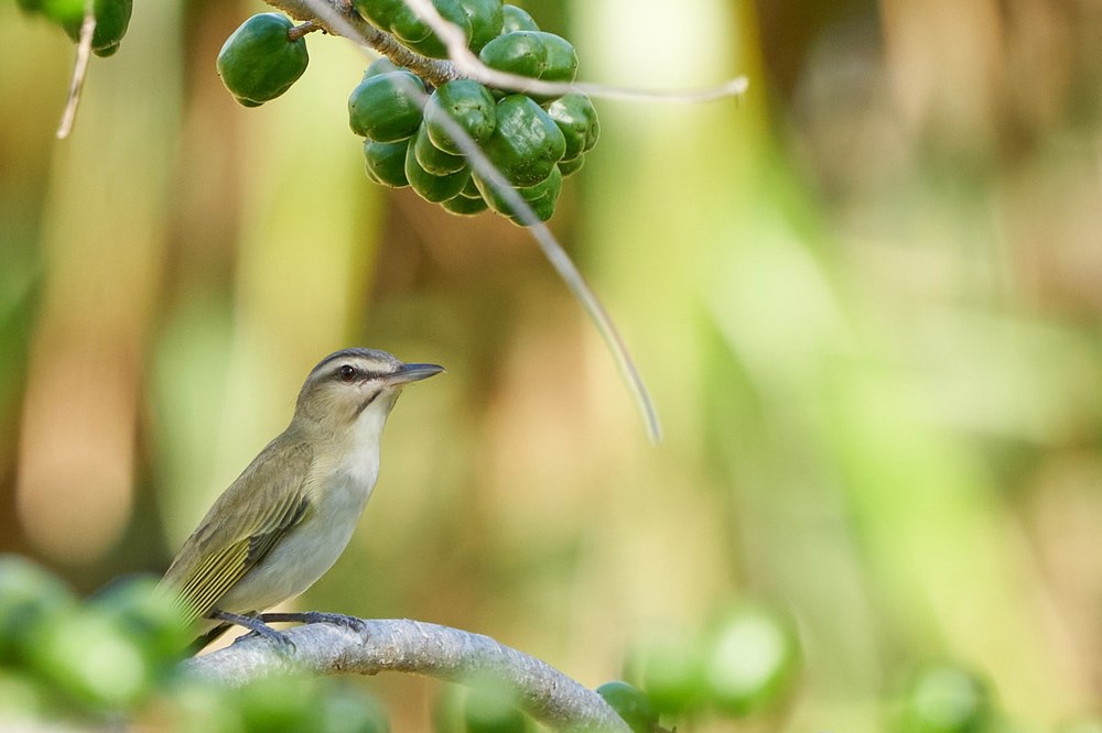 Black-whiskered Vireo
