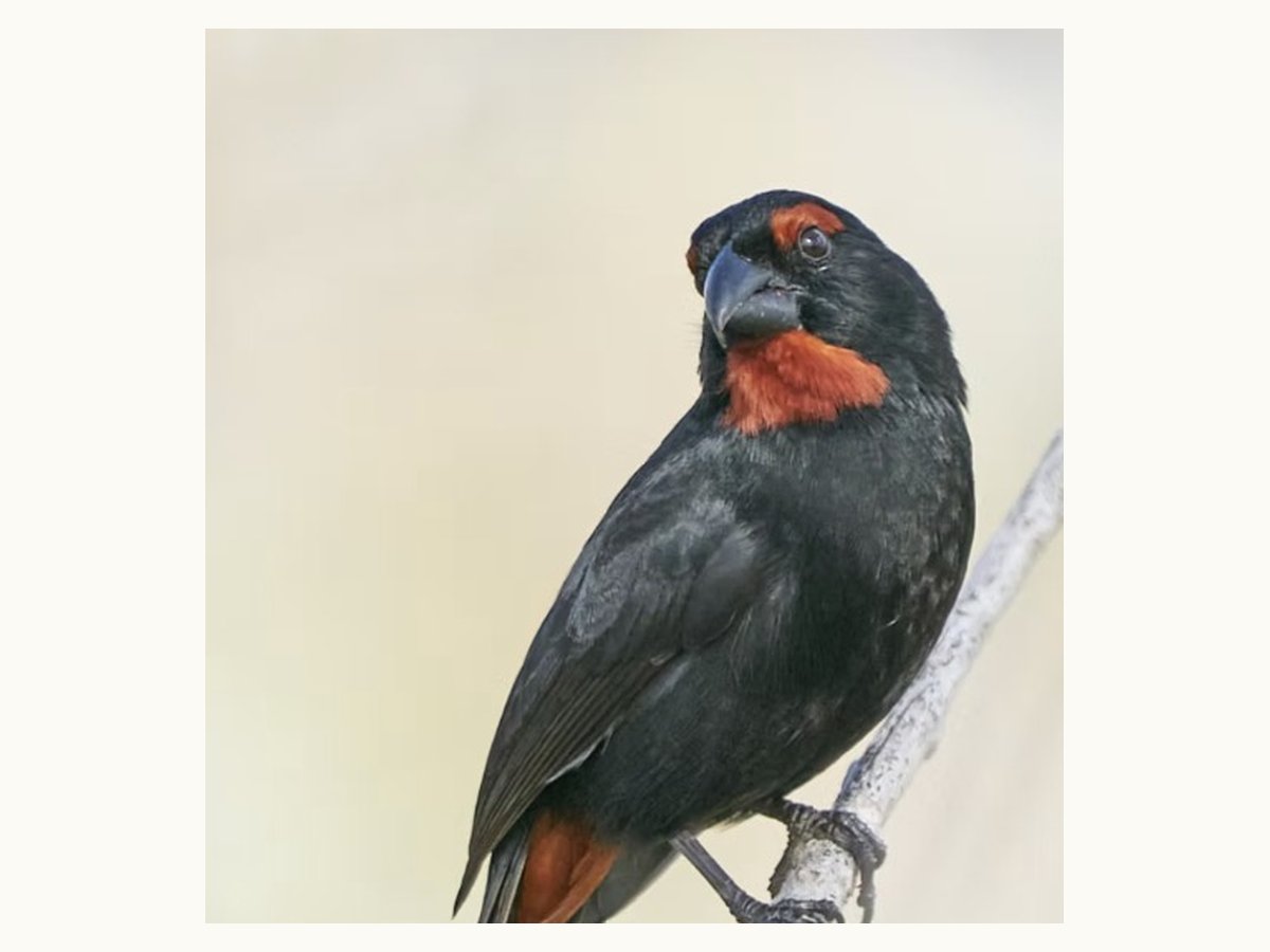 Greater Antillean Bullfinch