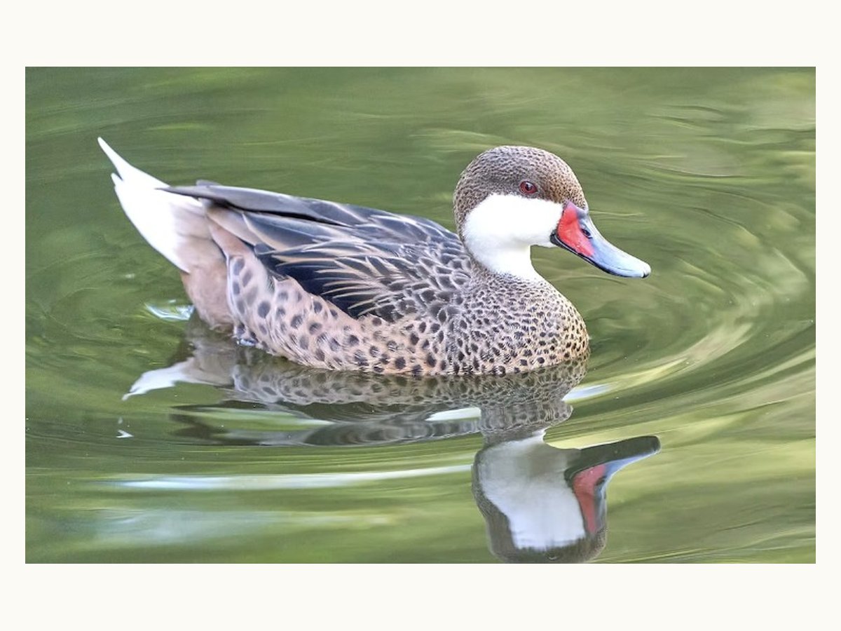 White-cheeked Pintail