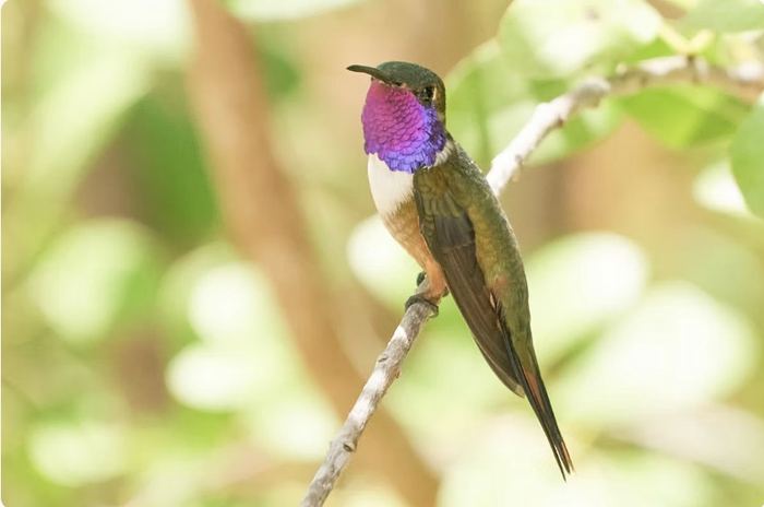 Bahama Woodstar hummingbird