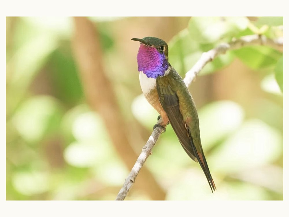 Bahama Woodstar hummingbird