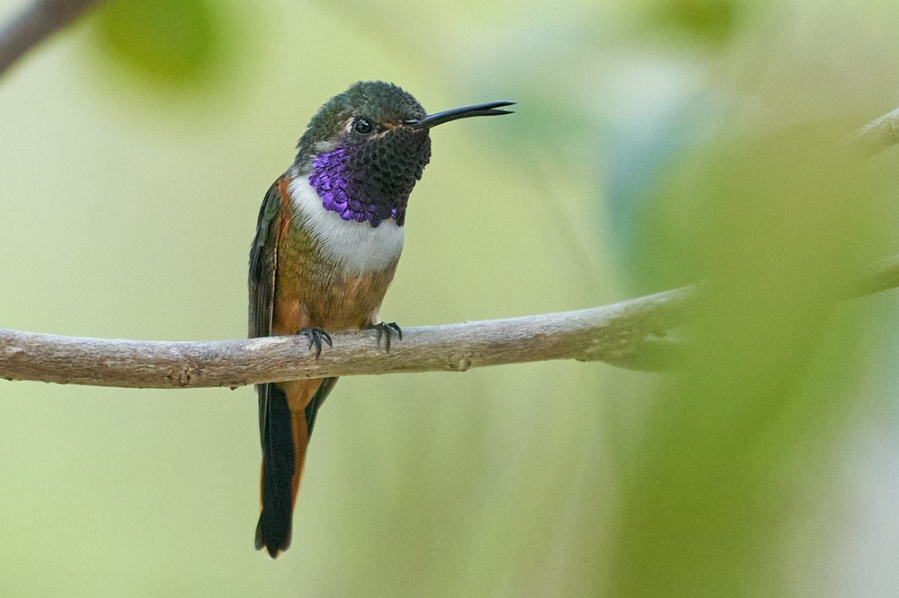 Bahama Woodstar