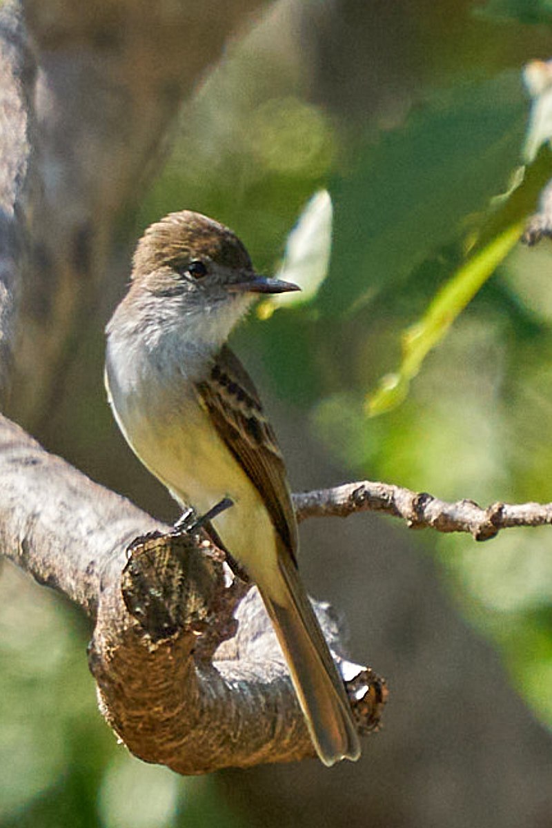 La Sagra's Flycatcher