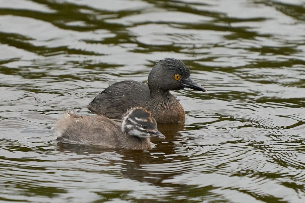 Least Grebe with chick