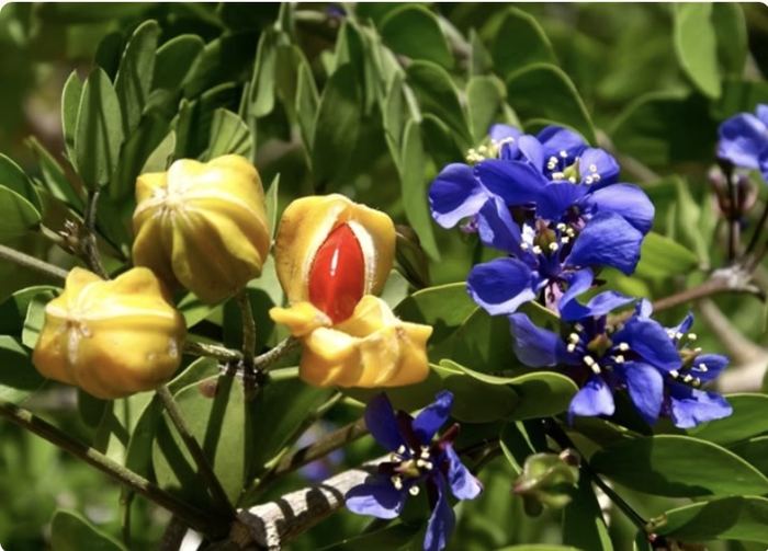 Lignum Vitae flowers and fruit