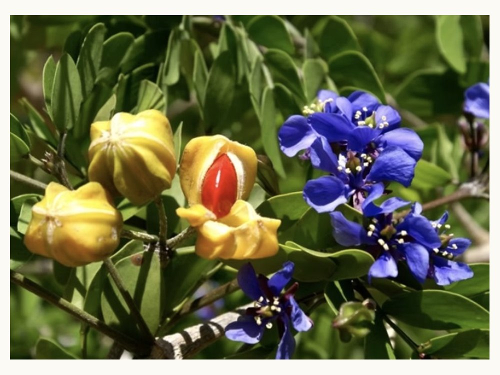 Lignum Vitae flowers