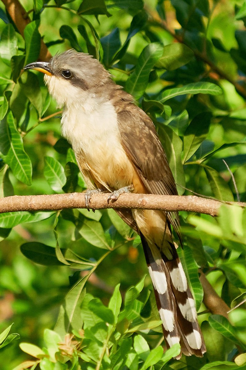 Mangrove Cuckoo