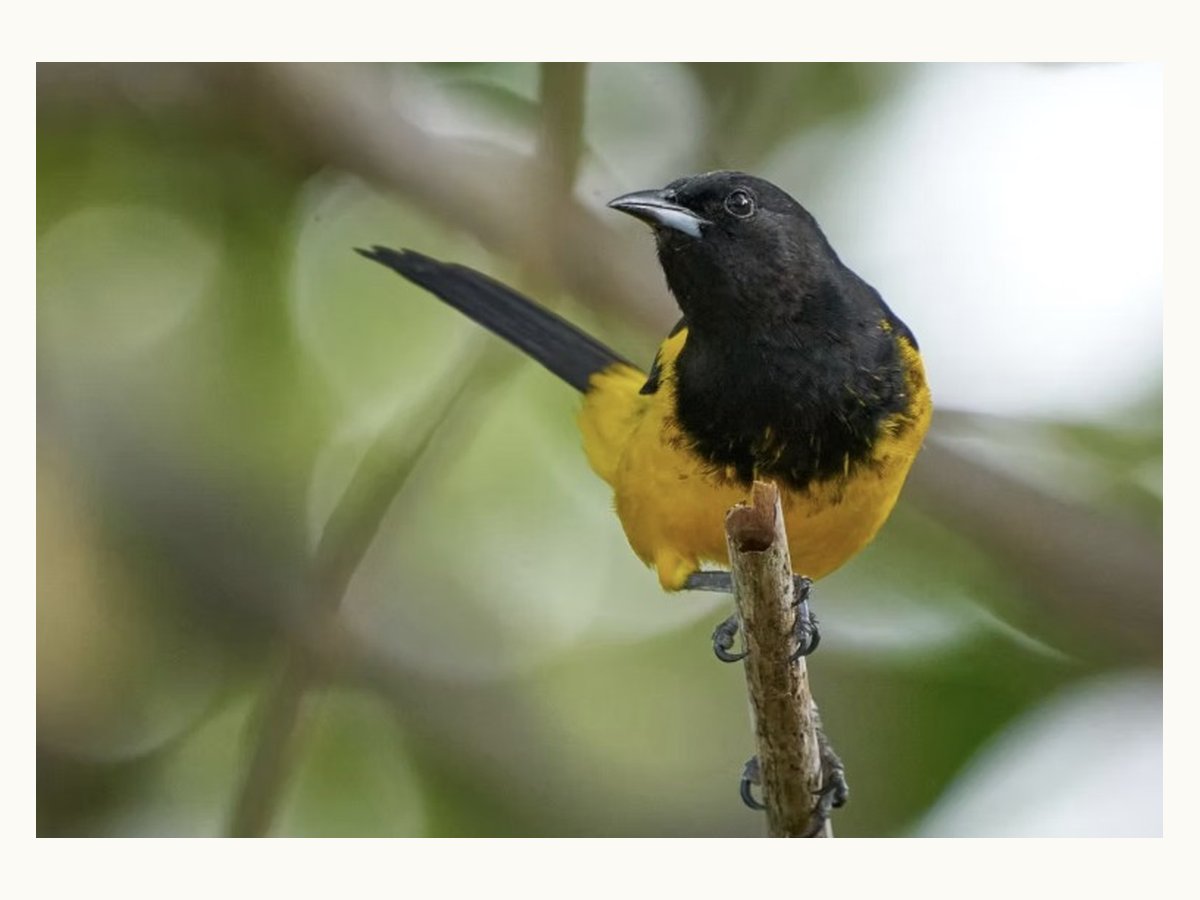 Bahama Oriole