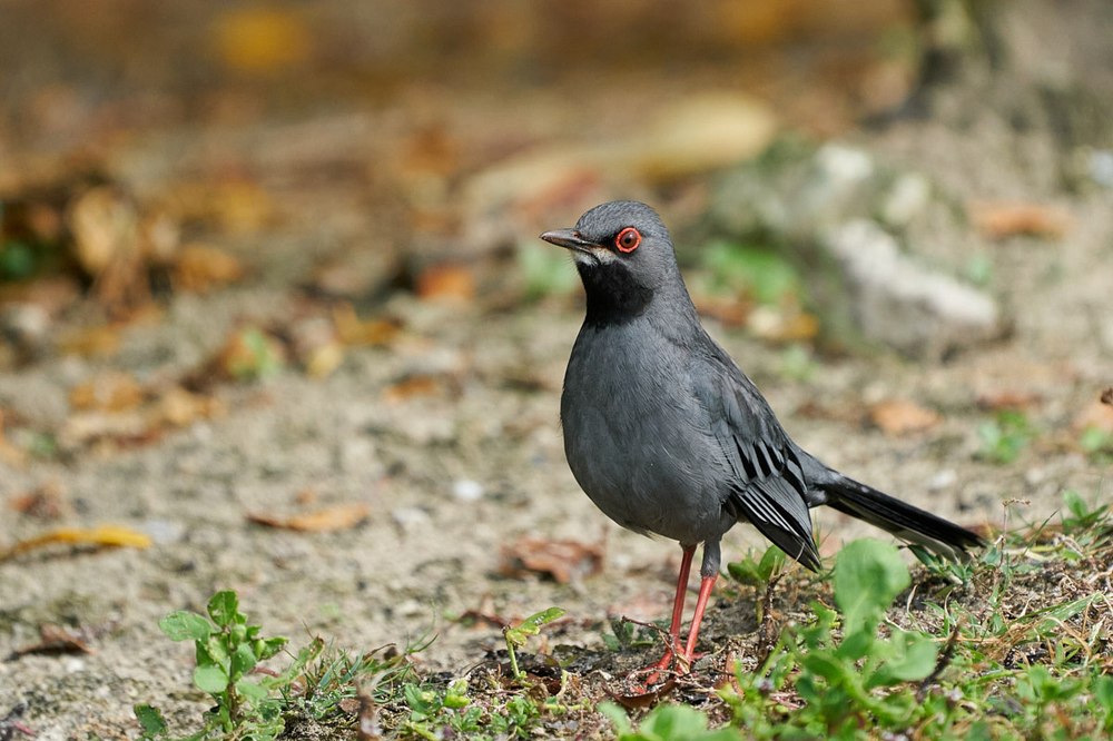 Red-legged Thrush