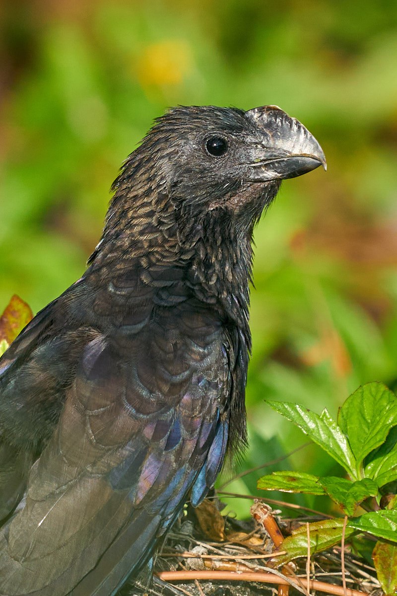Smooth-billed Ani