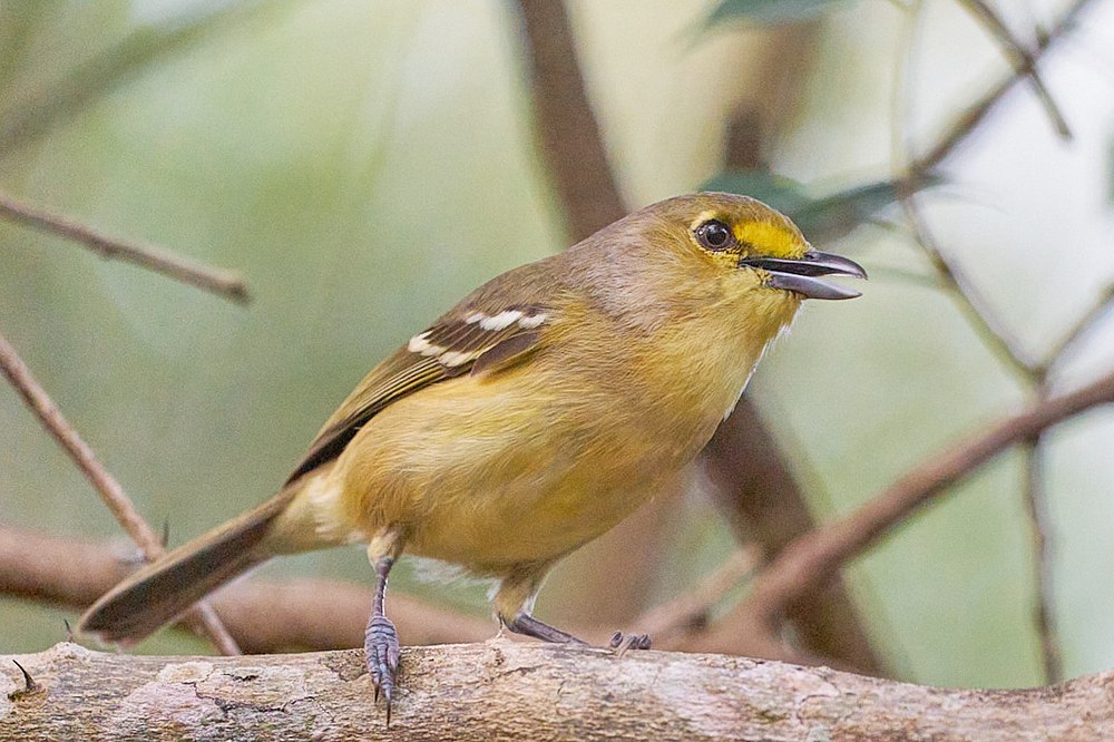 Thick-billed Vireo