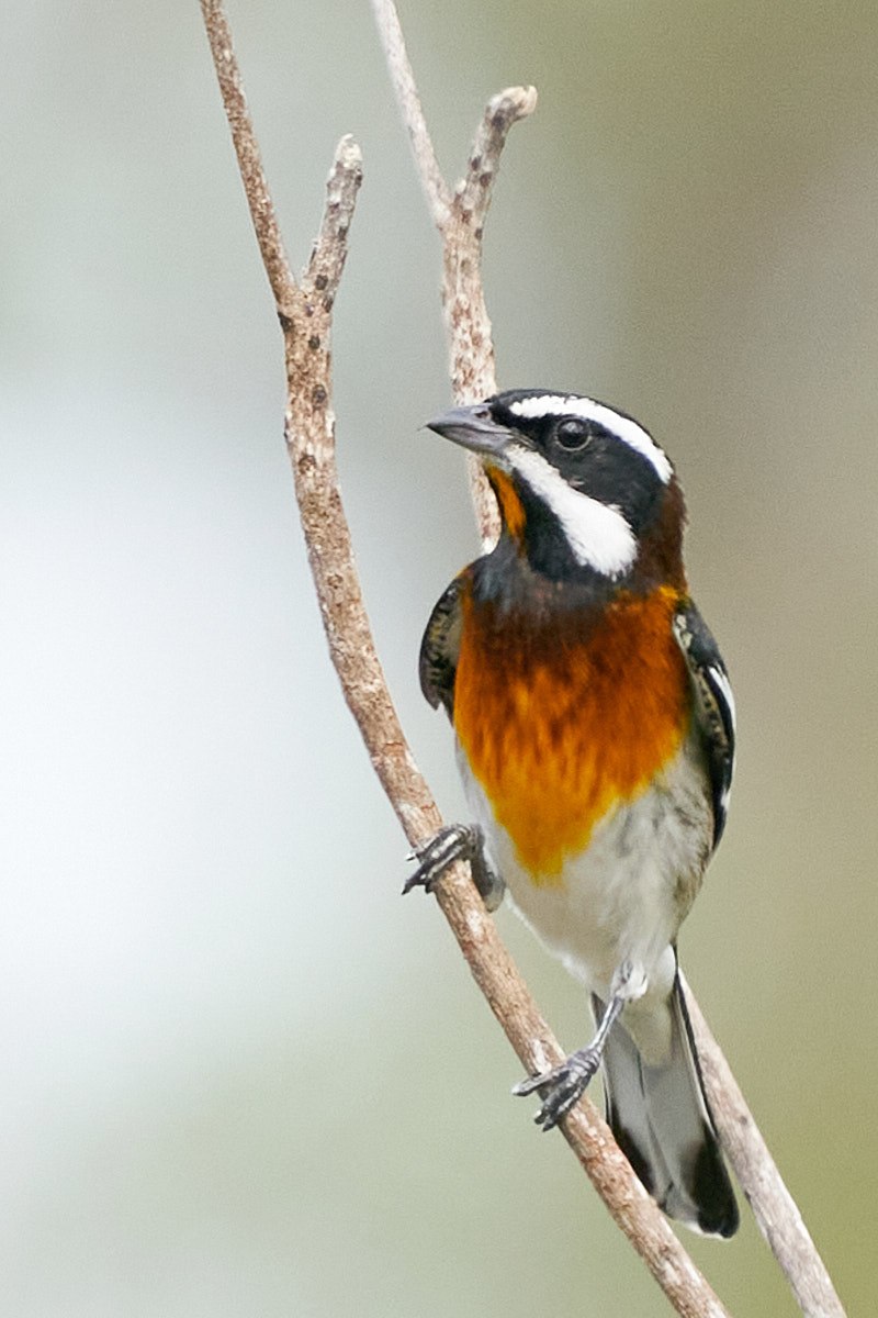 Western Spindalis photographed on New Providence