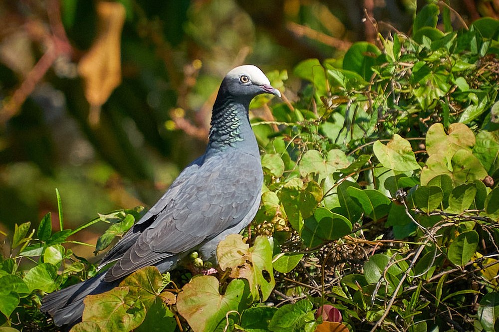 White-crowned Pigeon