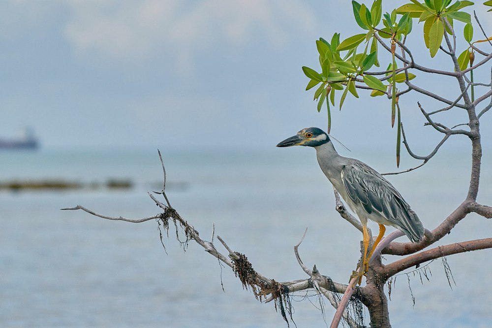 Yellow-crowned Night Heron